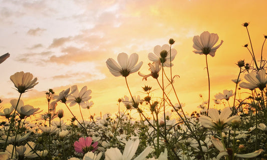 Spring is Here! Why It’s a Great Time to Get a Tattoo